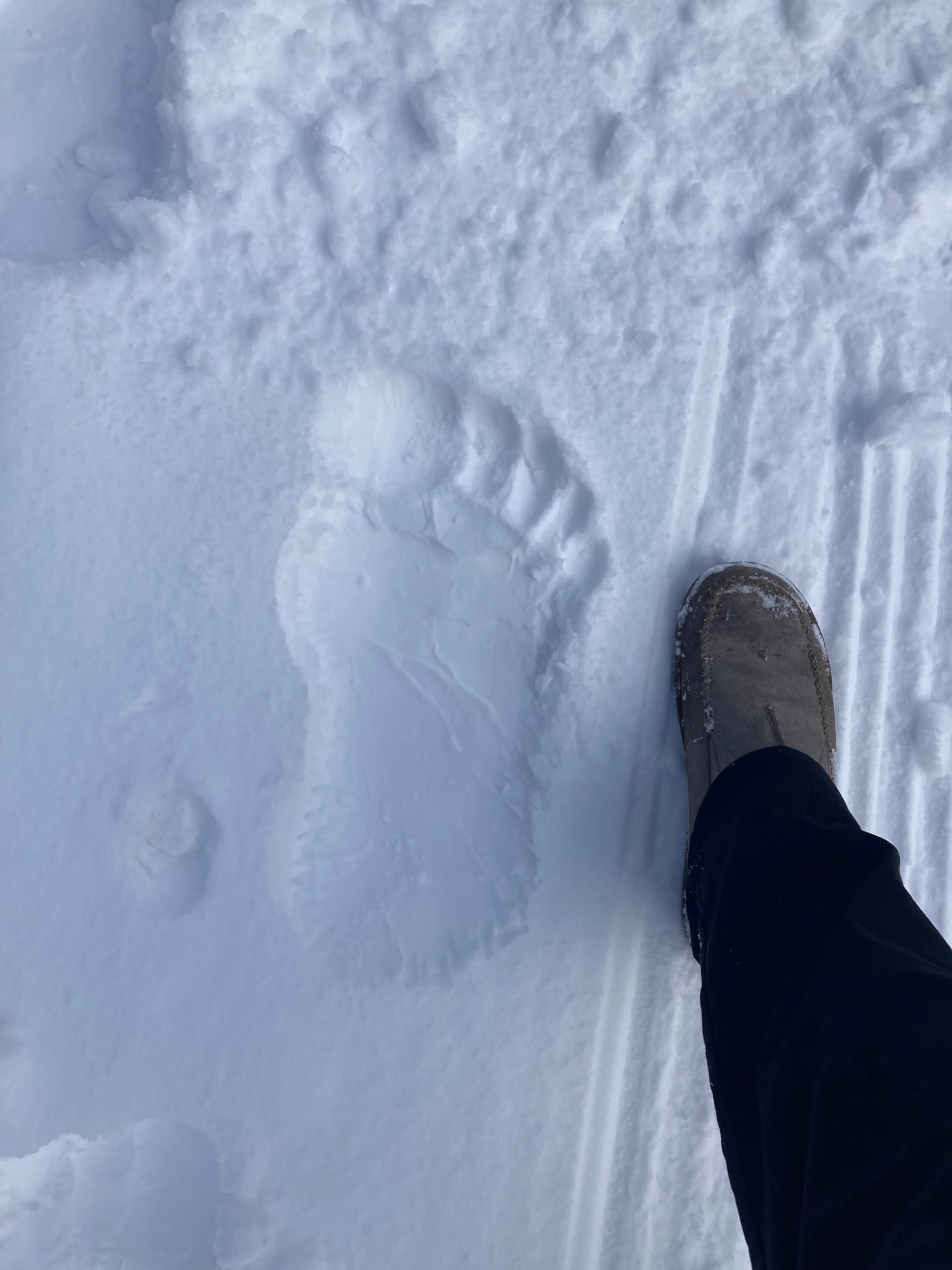 ビック フット BGS big foot 楽天市場】FREEWHEELERS フリーホイーラーズ Unidentified